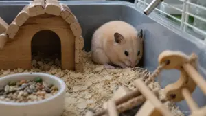 Syrian hamster showing common signs of stress while sitting alert inside a natural enclosure
