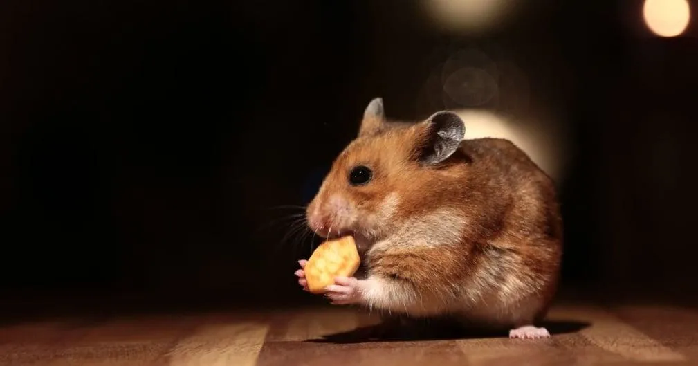 Hamster eating snack during nighttime activity