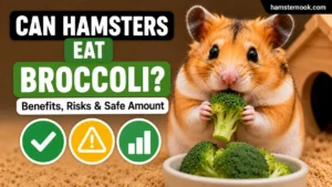 Hamster eating a small piece of fresh broccoli safely