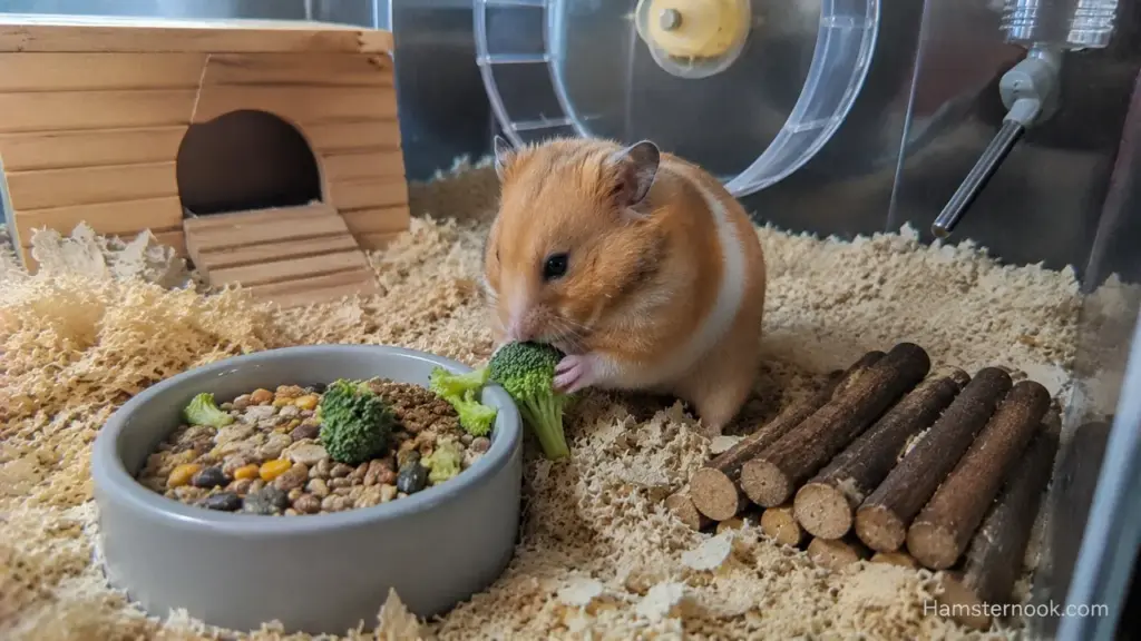 Can Hamsters Eat Broccoli? Safe Amount, Raw vs Cooked & Risks