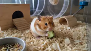 Can hamsters eat cucumber safely in small portions as an occasional vegetable treat.