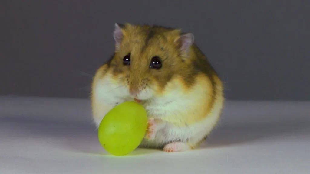 hamster eating green grape safely