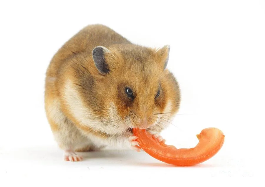 Hamster eating a small ripe tomato piece