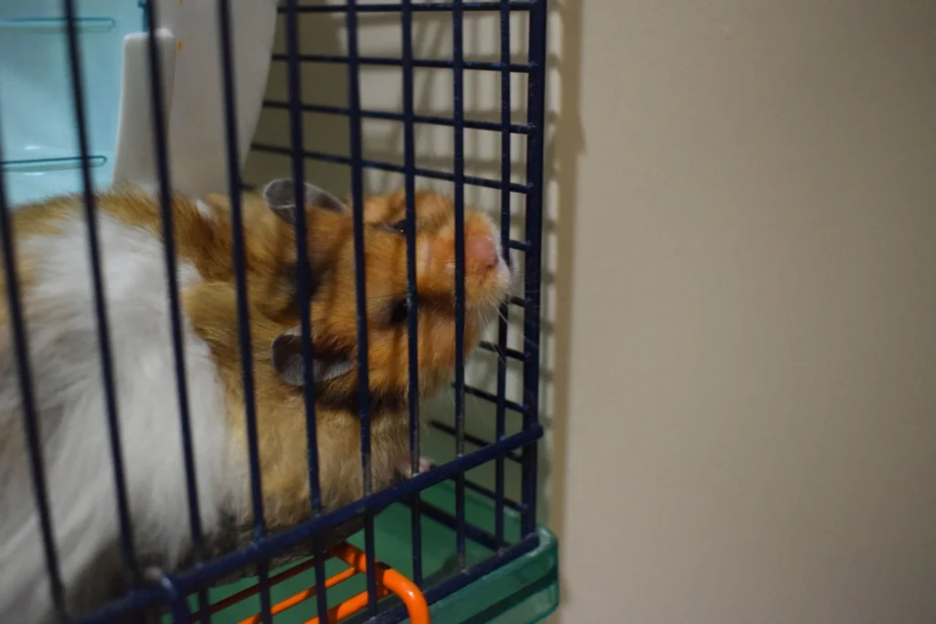 Happy Hamster Feeling Safe and Comfortable