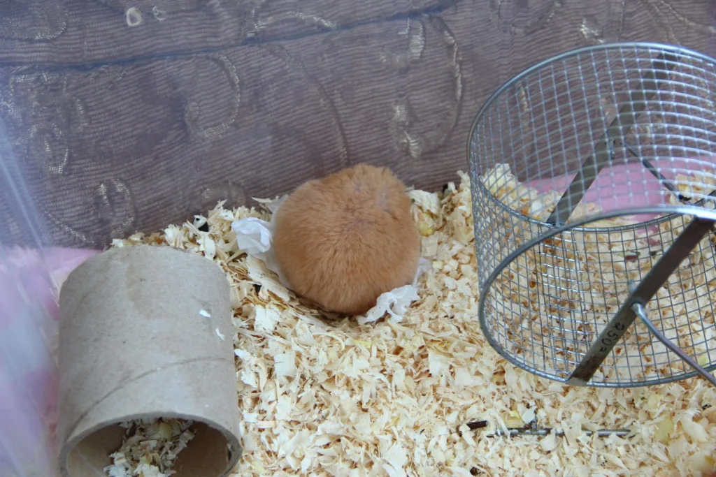 Hamster sleeping curled up inside soft bedding