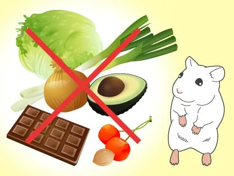 toxic foods hamsters should never eat