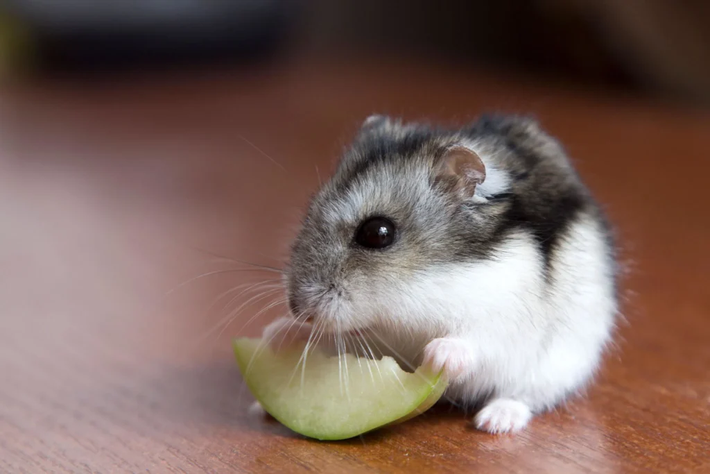 Dwarf hamster eating a small apple slice
