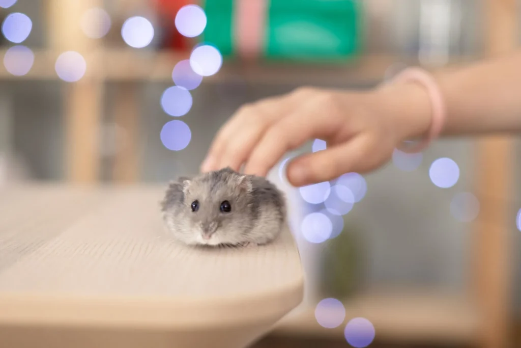 Owner gently interacting with a calm dwarf hamster
