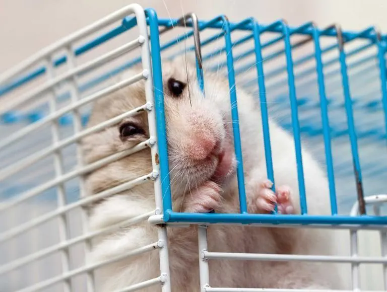 Hamster chewing cage bars due to stress or boredom