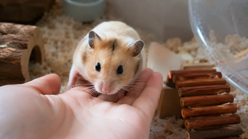 Hamster voluntarily sitting on its owner's hand during trust-building sessions
