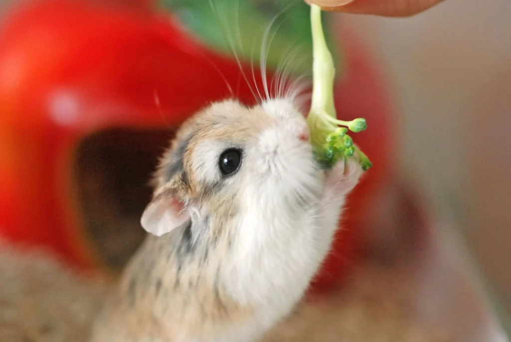 hamster eating broccoli safely