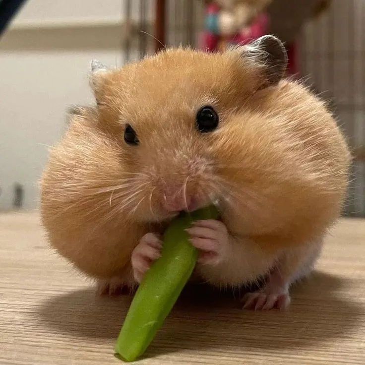 Hamster eating a fresh celery stick