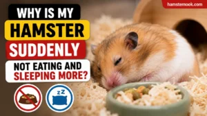 Hamster sleeping inside a hideout and refusing food