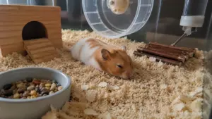 Hamster not moving while resting quietly inside its enclosure as an owner observes its condition.