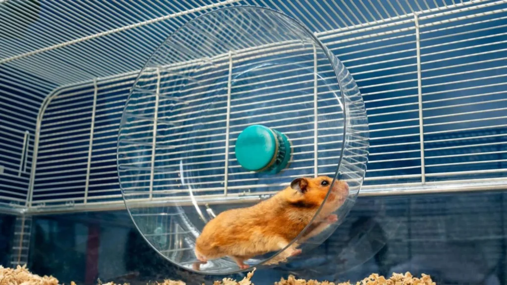 Syrian hamster running inside a clear exercise wheel at night