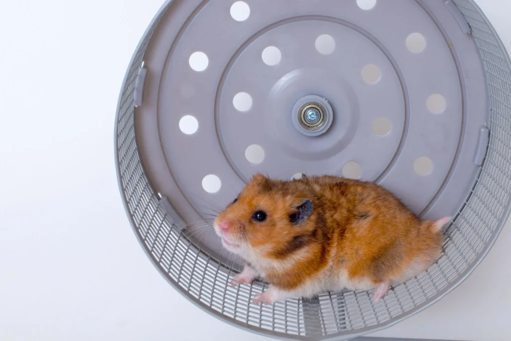 Top view of a Syrian hamster sitting inside a properly sized hamster wheel