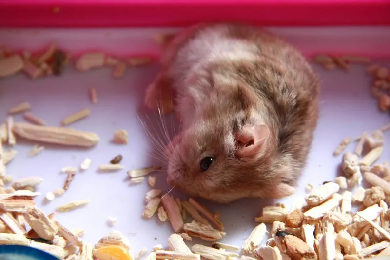 Weak hamster lying curled up inside enclosure