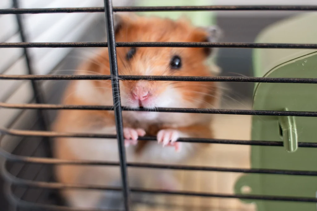 Hamster chewing cage bars due to stress or boredom