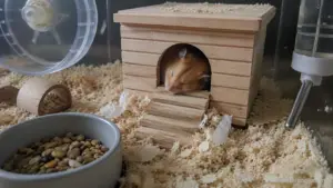 A Syrian hamster sleeping inside a nest during daylight hours.