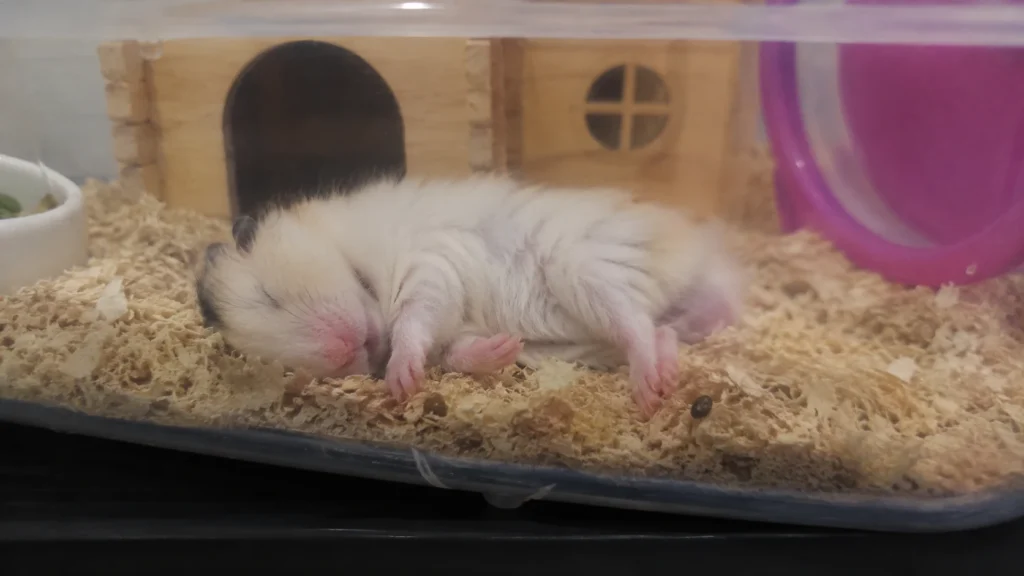 Hamster sleeping comfortably in deep bedding