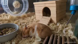 Hamster sleeping outside its house in a comfortable bedding area inside the enclosure.