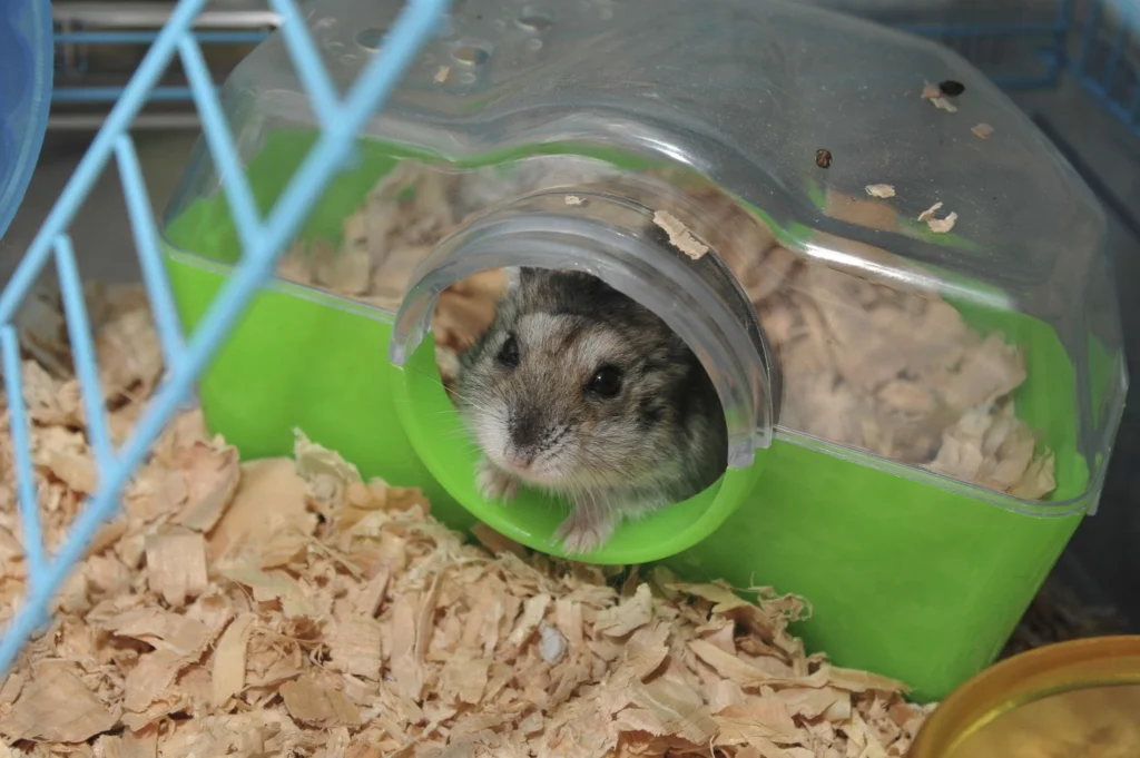 Pet hamster relaxing inside a hideout in an enriched enclosure