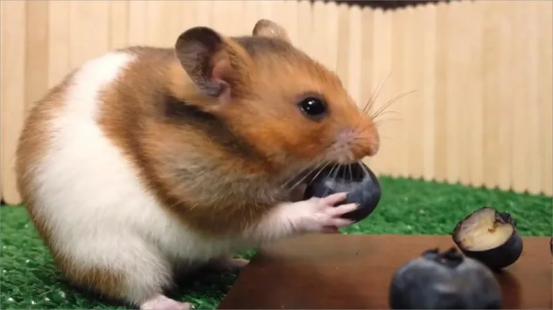 Two hamsters eating leafy green vegetables
