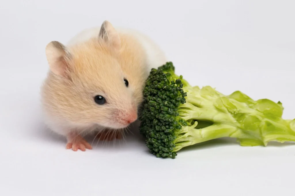 hamster eating broccoli safely