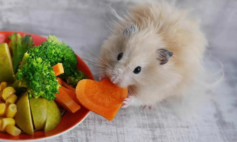 hamster eating fresh vegetables safely