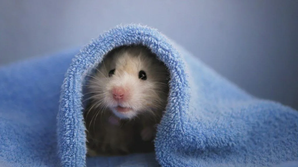 Hamster resting comfortably in a calm and safe environment