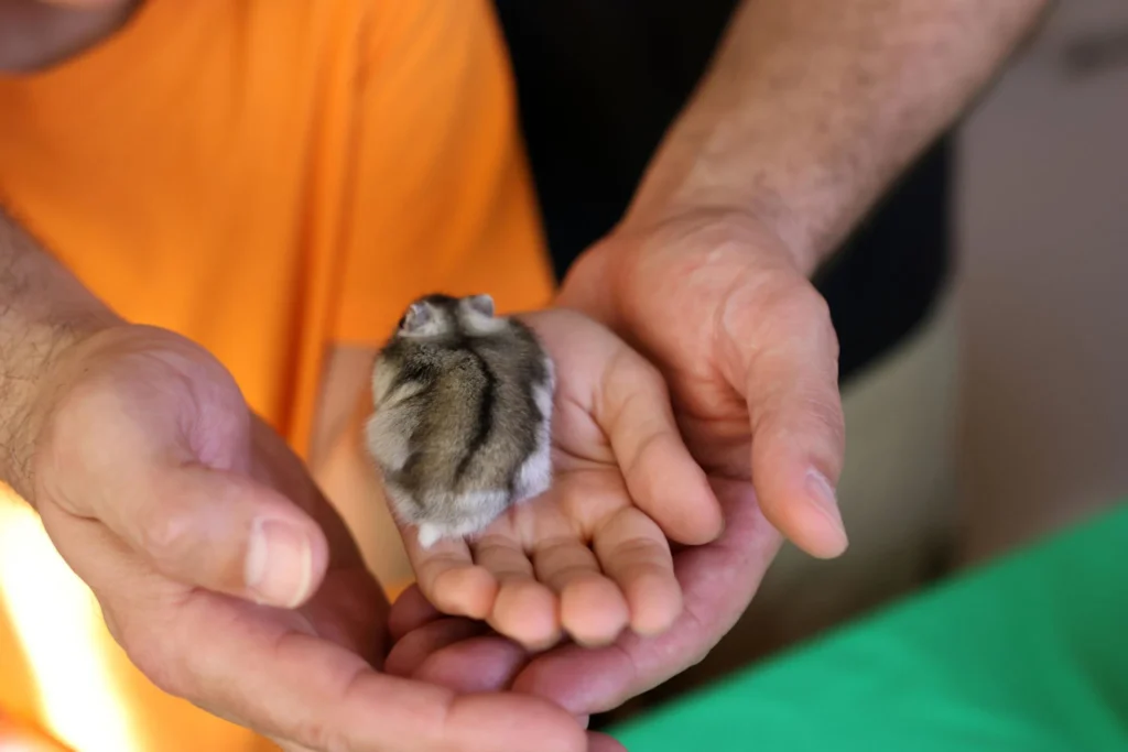 Hamster being handled safely by owner