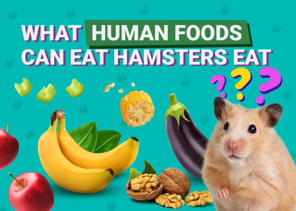 Safe human foods and unsafe foods for hamsters infographic