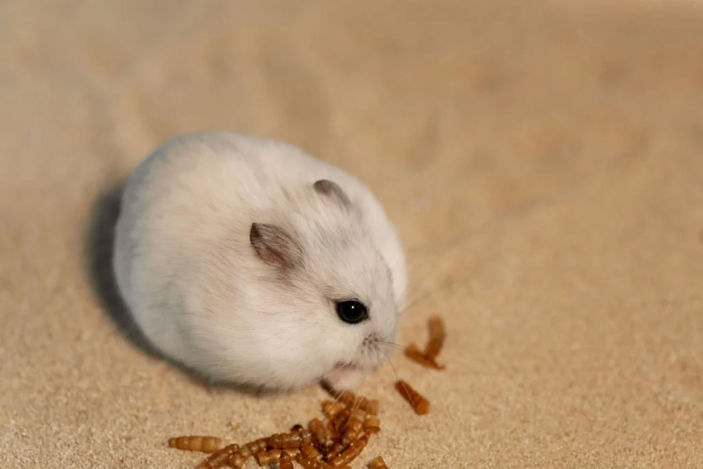 hamster eating mealworms safely