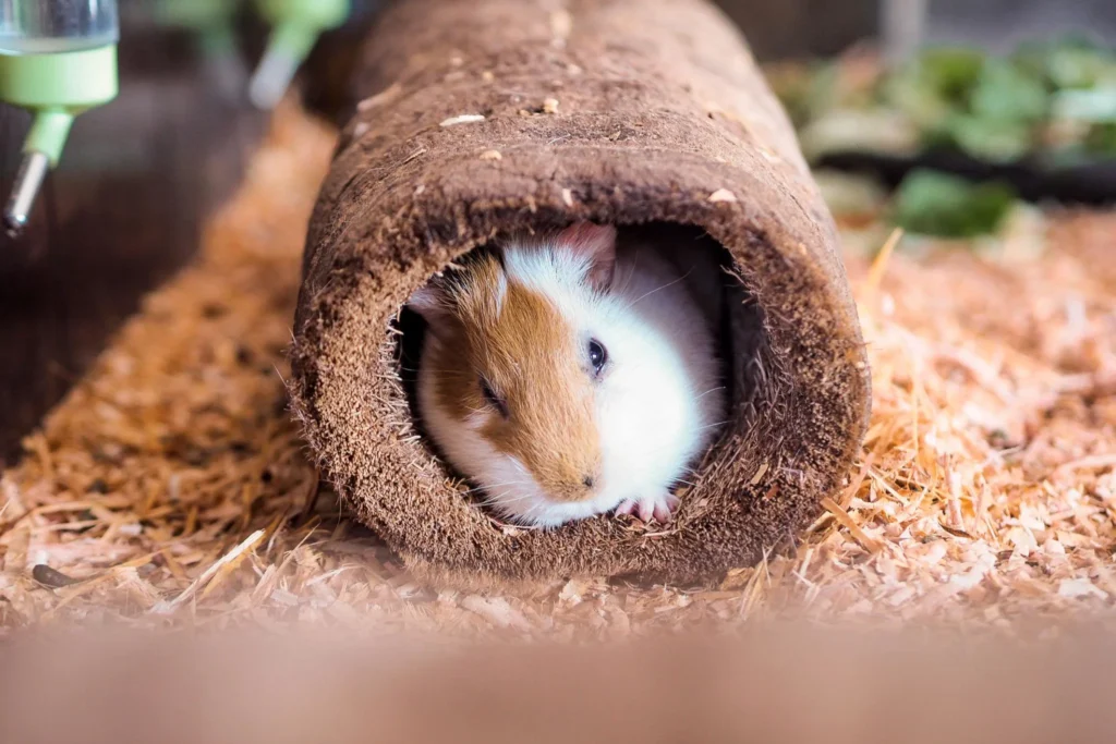 Hamster resting alone inside a tunnel hideout showing natural solitary behavior