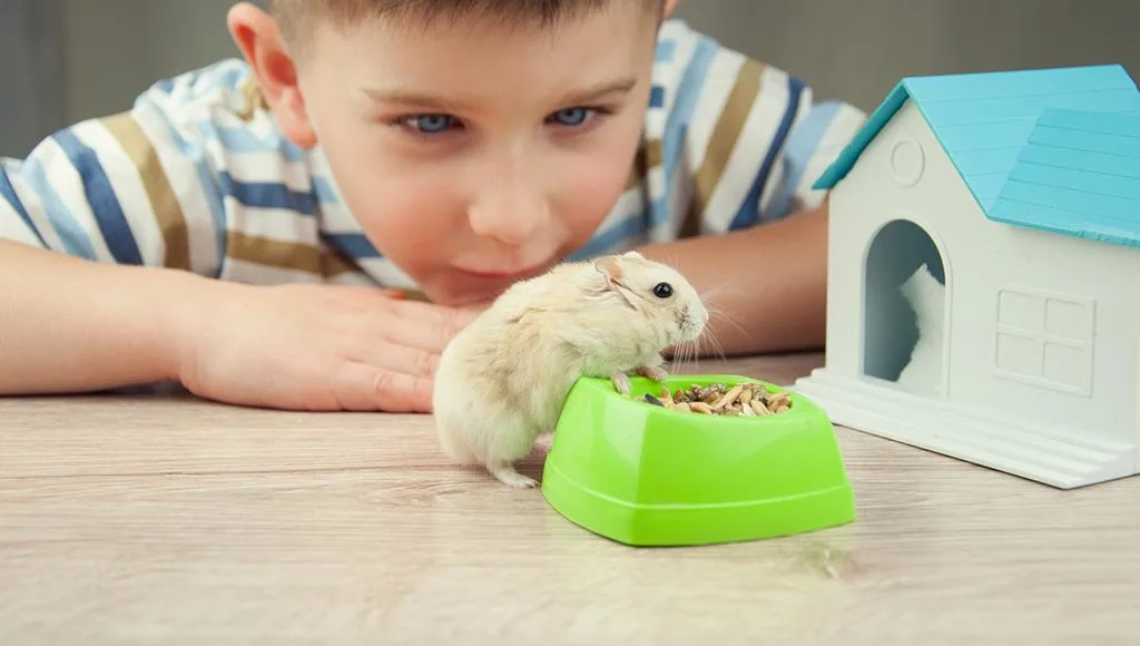 Child watching a hamster near its food bowl and cage