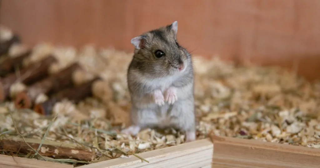 Hyper hamster standing in bedding during nighttime activity