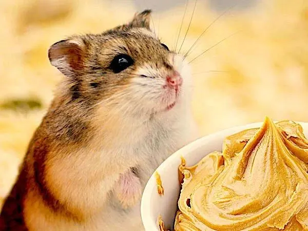 Dwarf hamster near a bowl of peanut butter