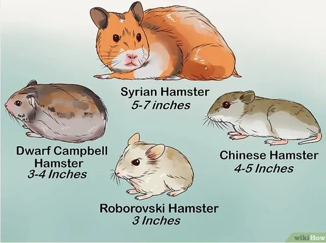 Different hamster breeds and average body sizes