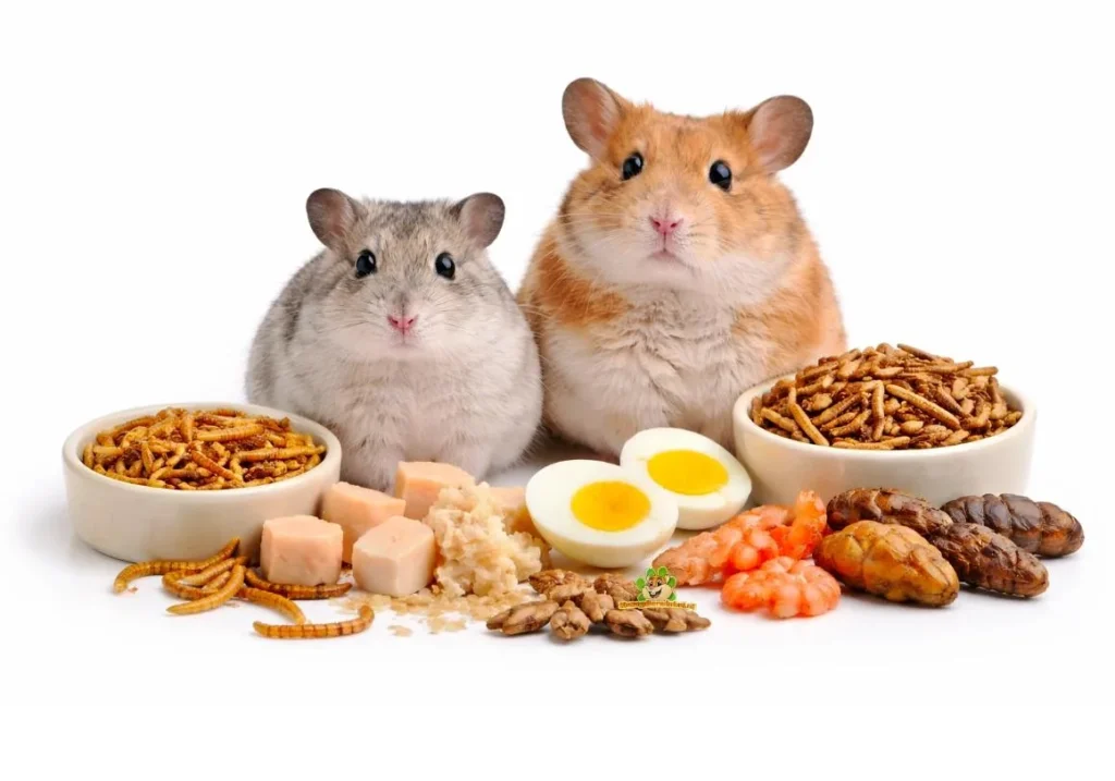 Hamsters eating protein-rich foods including boiled egg and mealworms