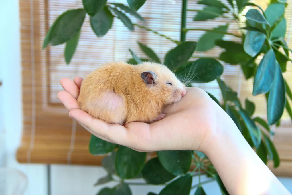 Relaxed hamster sleeping peacefully on a person's hand