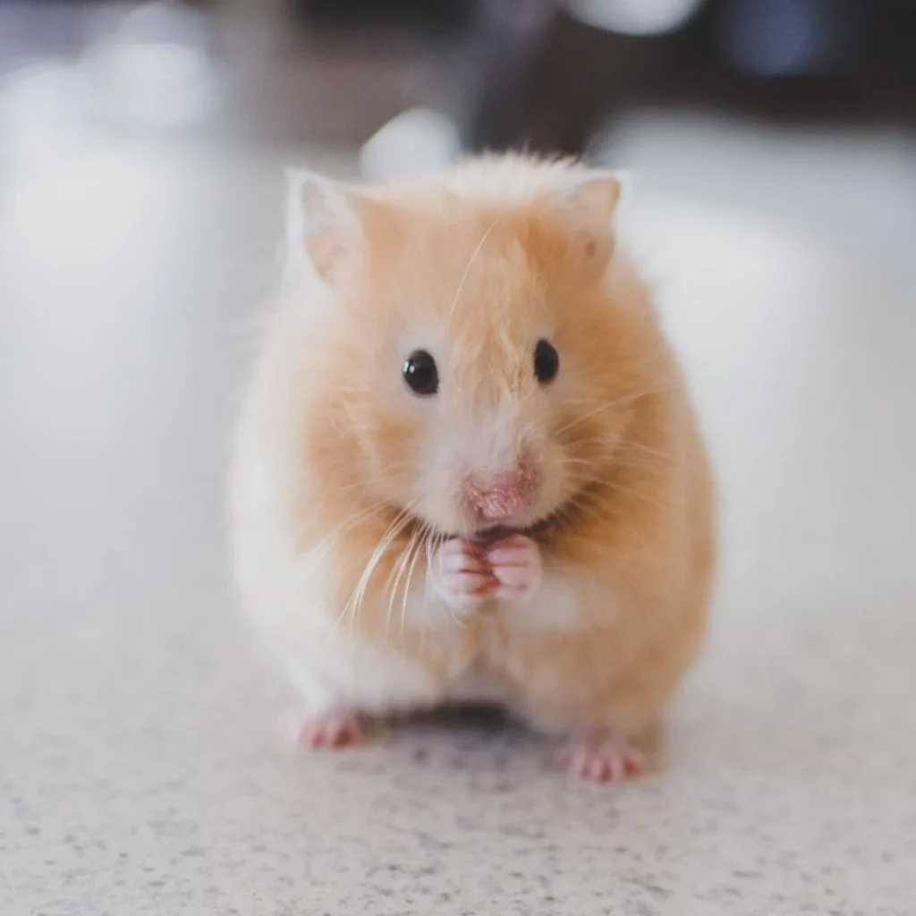 Calm Hamster Comfortable Around Owner