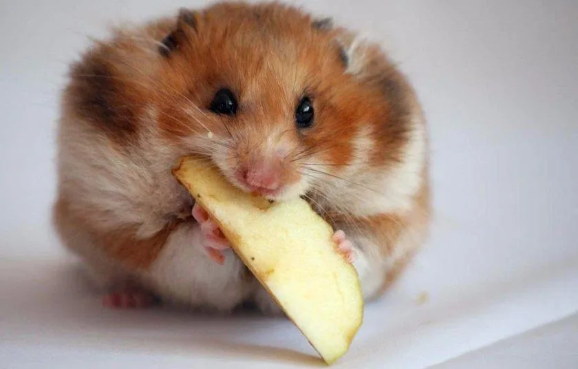 Syrian hamster eating a small apple piece