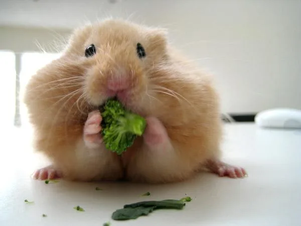 small broccoli portion for hamster