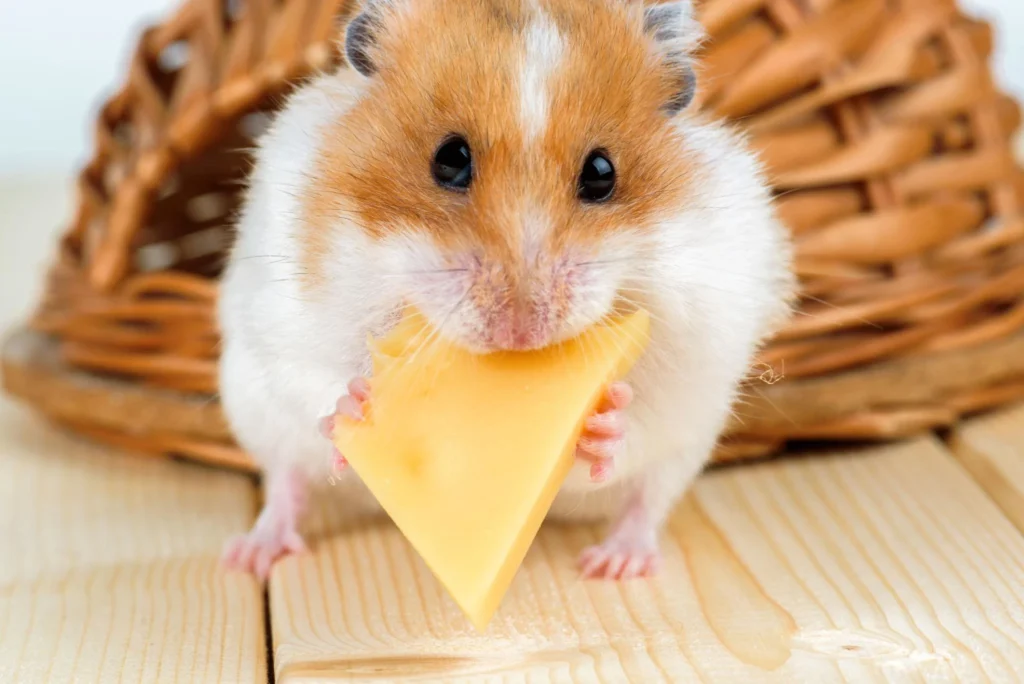 Syrian hamster holding a small cheese slice