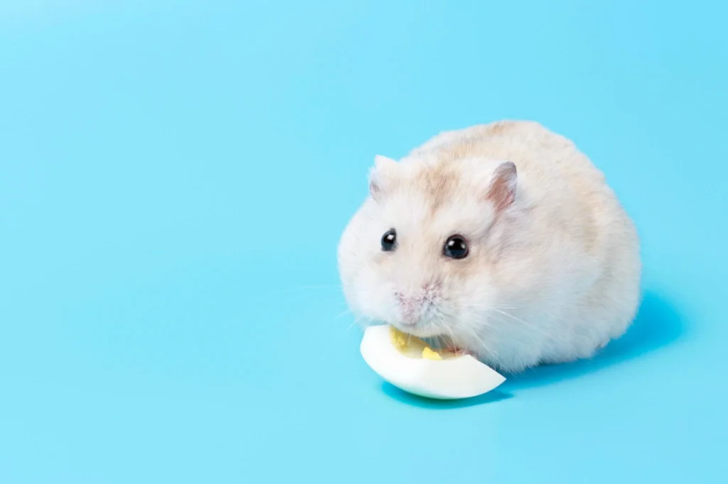 Dwarf hamster eating a small piece of boiled egg