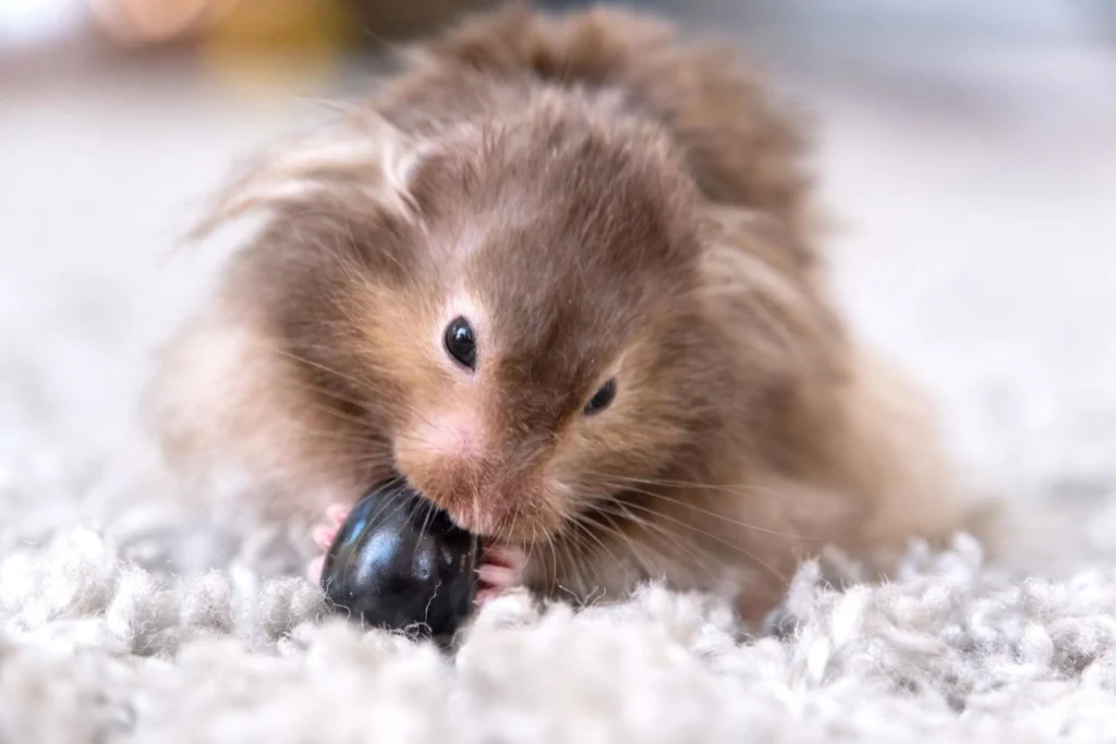 small grape portion for hamster