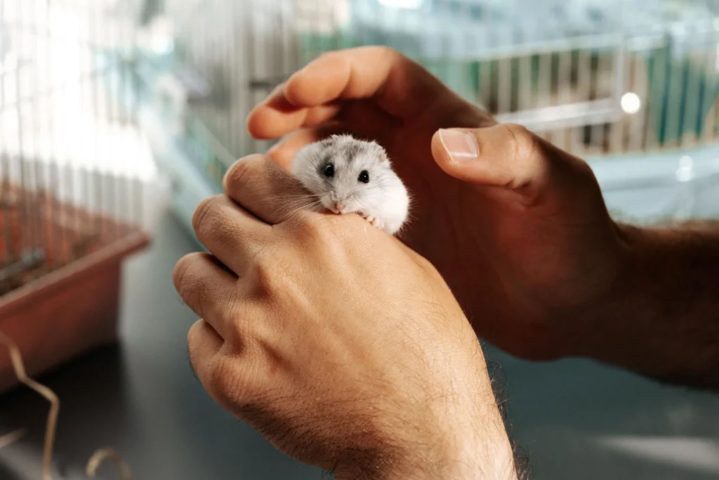 Owner holding a dwarf hamster carefully