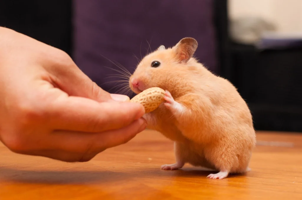 Hamster taking a peanut treat carefully from a person's hand