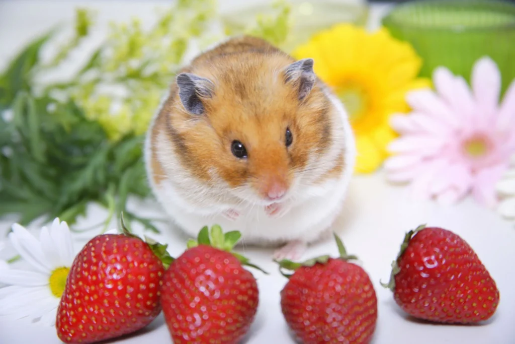 hamster eating a small piece of strawberry safely