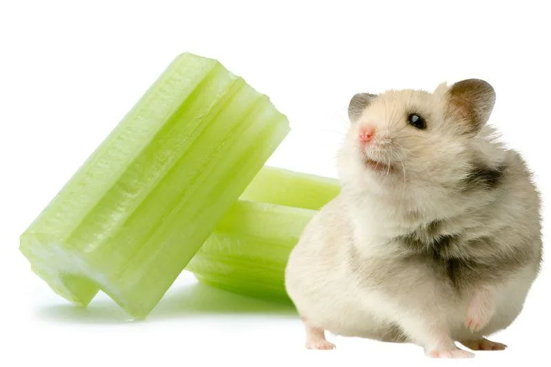 Hamster beside chopped celery pieces